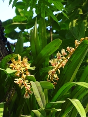 Cymbidium aloifolium
