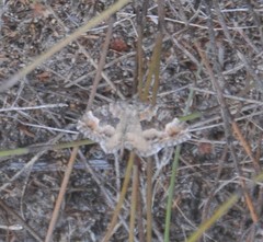 Xanthorhoe vacuaria