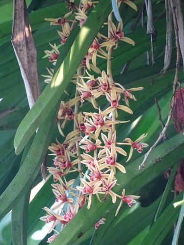 Cymbidium aloifolium, photograph 2