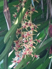 (c) Sandipan Das, some rights reserved (CC BY) Cymbidium aloifolium, photograph (c) Sandipan Das, some rights reserved (CC BY)