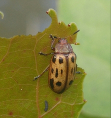 Chrysomela texana