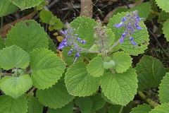 Coleus graveolens