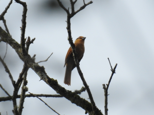 Brown Tanager