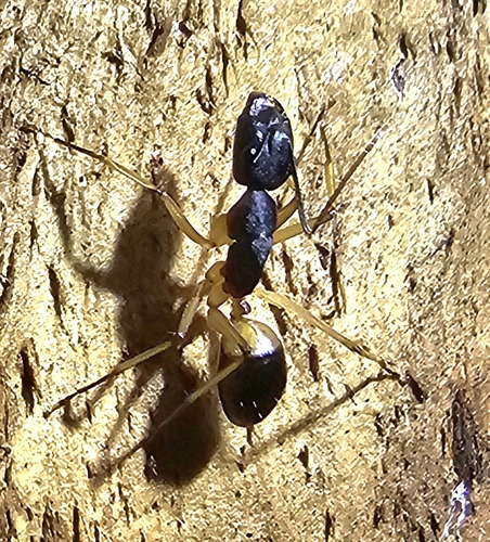 Banded Sugar Ant