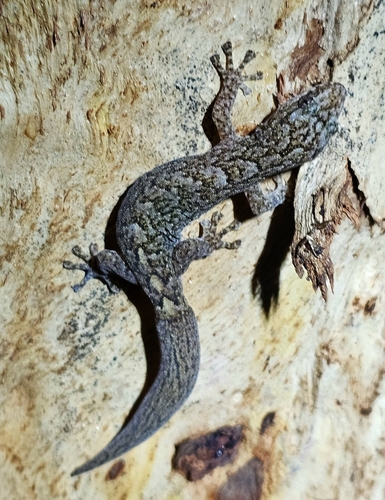 Southern Marbled Gecko