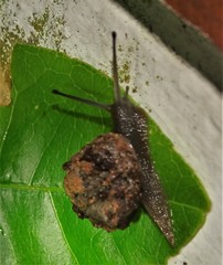 Gittenedouardia spadicea