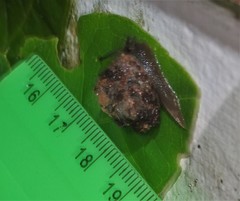 Gittenedouardia spadicea