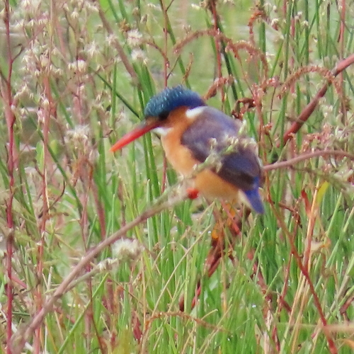 iNaturalist image