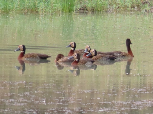 iNaturalist image