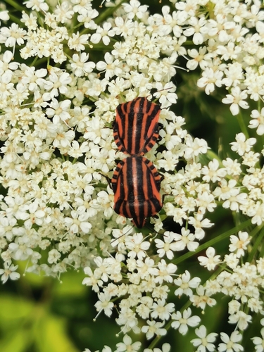 Continental Striped Shield Bug