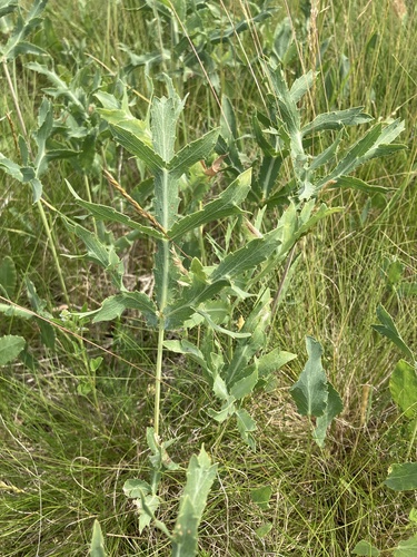 Field Eryngo