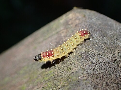 Cyclosia sordidus