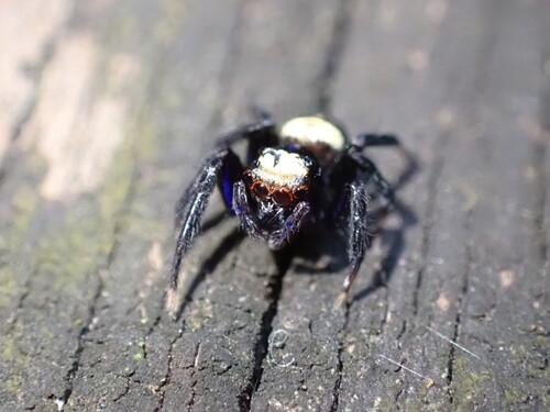 Sword-Bearing Thorelliola