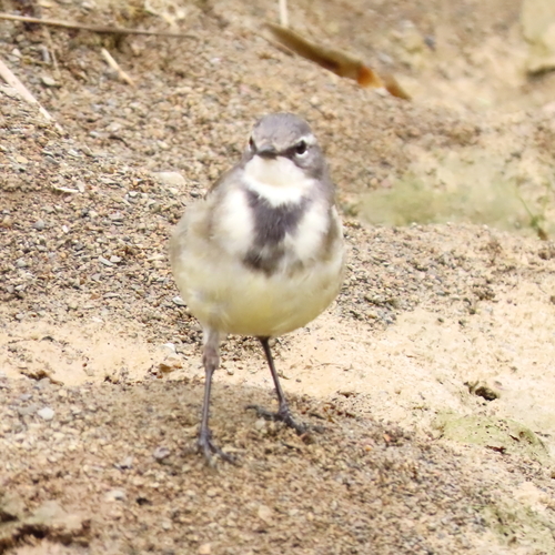 iNaturalist: (c) moxcalvitiumtorgos, some rights reserved (CC BY-NC), uploaded by moxcalvitiumtorgos iNaturalist image
