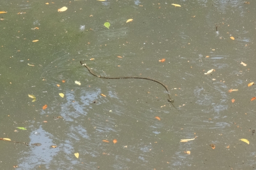 grass snake