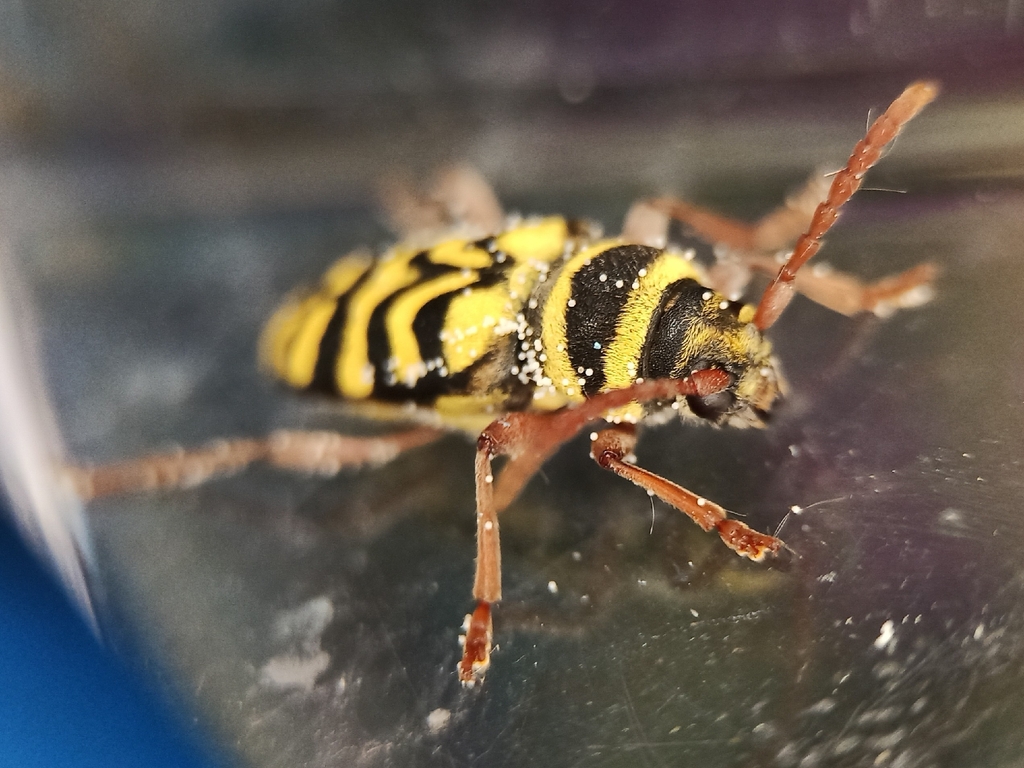 Neoplagionotus andreui