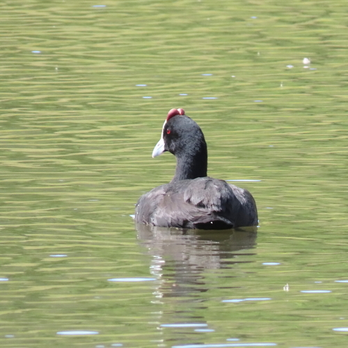 iNaturalist image