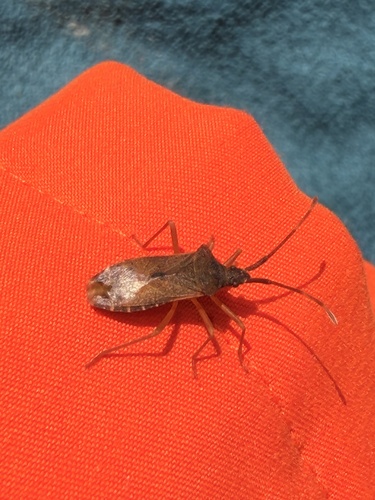 Box Bug
