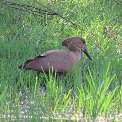iNaturalist: (c) moxcalvitiumtorgos, some rights reserved (CC BY-NC), uploaded by moxcalvitiumtorgos iNaturalist image