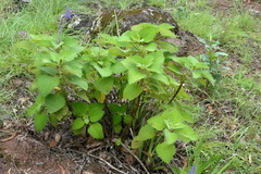 Coleus graveolens