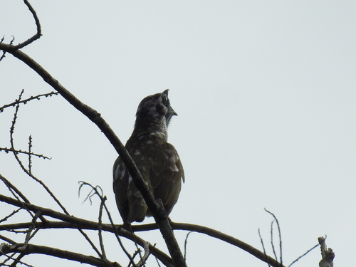 Bare-throated Bellbird
