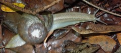 Natalina cafra