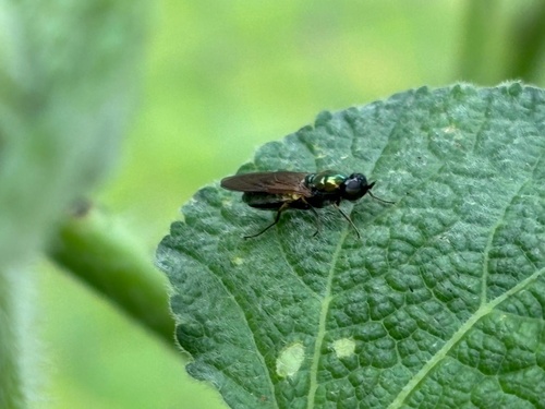 Broad Centurion Fly