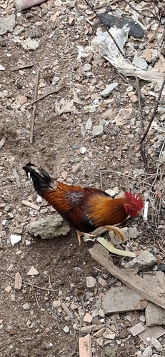 Red Junglefowl