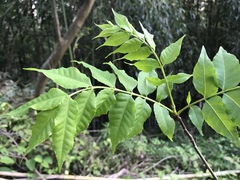 Picrasma quassioides