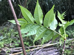 Picrasma quassioides