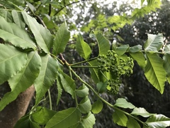 Picrasma quassioides