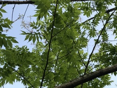 Picrasma quassioides