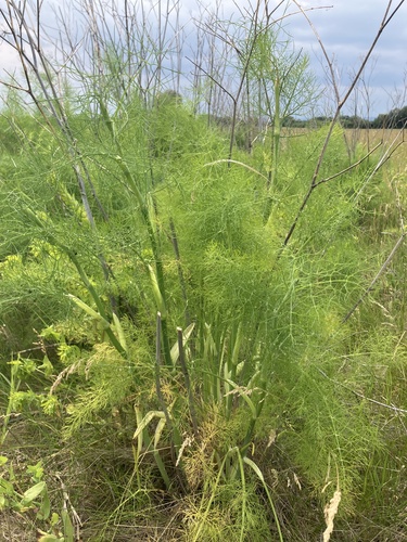 fennel