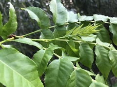 Picrasma quassioides