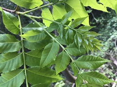 Picrasma quassioides