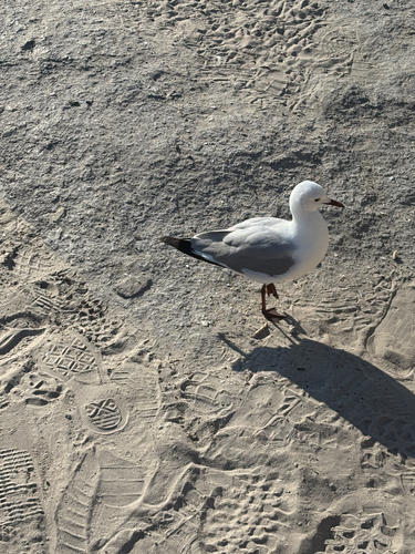 iNaturalist image