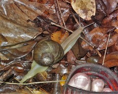 Natalina cafra