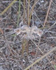 Xanthorhoe vacuaria
