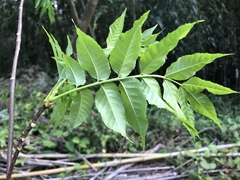 Picrasma quassioides