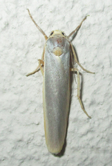 Sozusa scutellata