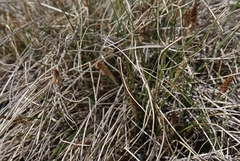 Carex filifolia