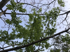 Picrasma quassioides