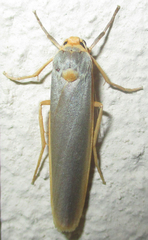 Sozusa scutellata