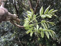 Toxicodendron succedaneum