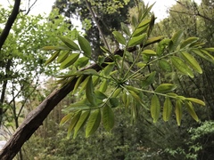 Toxicodendron succedaneum
