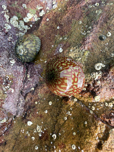 Strawberry Anemone, Cork, IE, photo 10 of 10