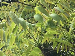 Toxicodendron succedaneum