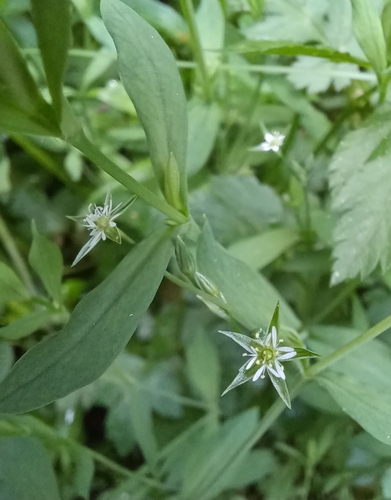 Bog Stitchwort