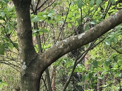 Toxicodendron succedaneum