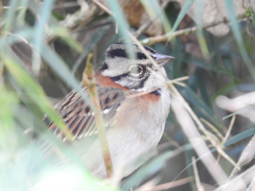 Rufous-collared Sparrow
